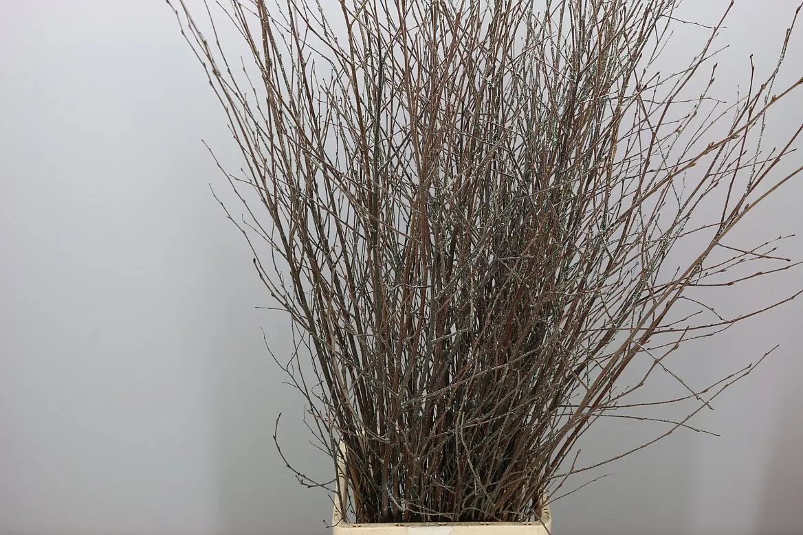 Breza Naturel Glitter • 120 cm