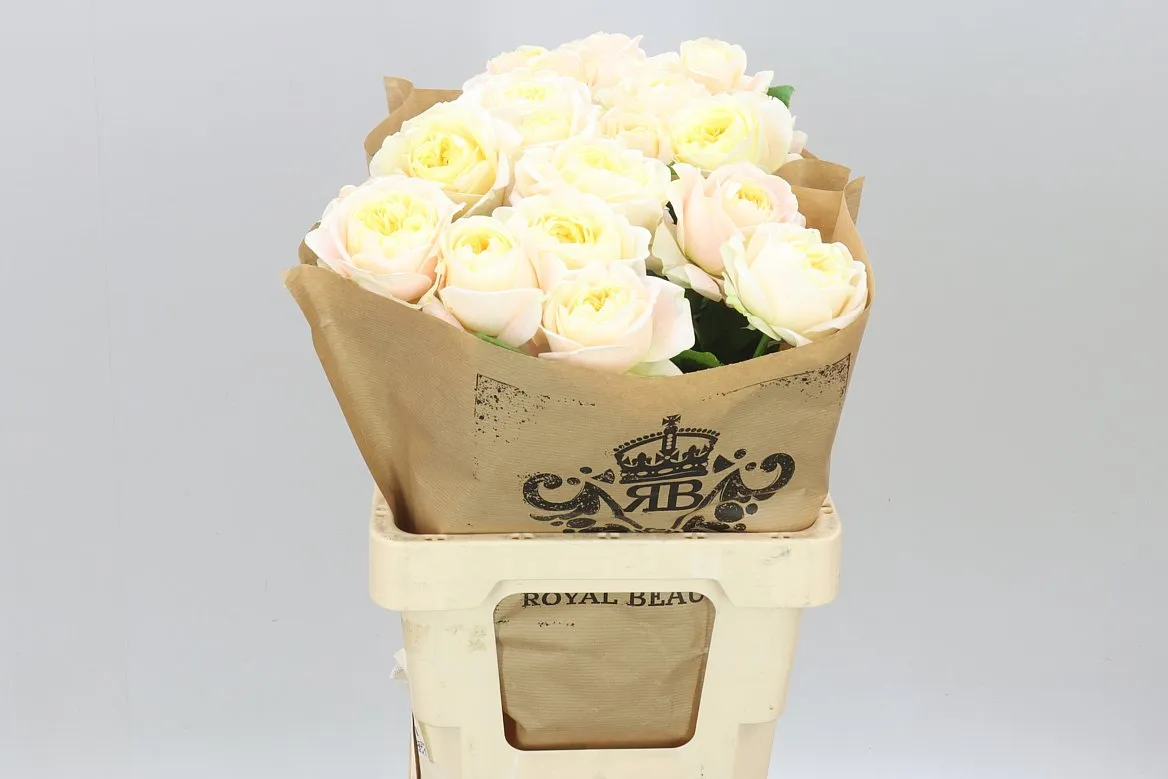 Rosa Gar Priscilla! • 60 cm