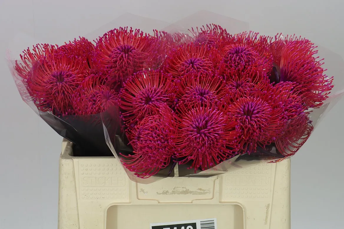 Leucospermum farbené Cerise • 50 cm
