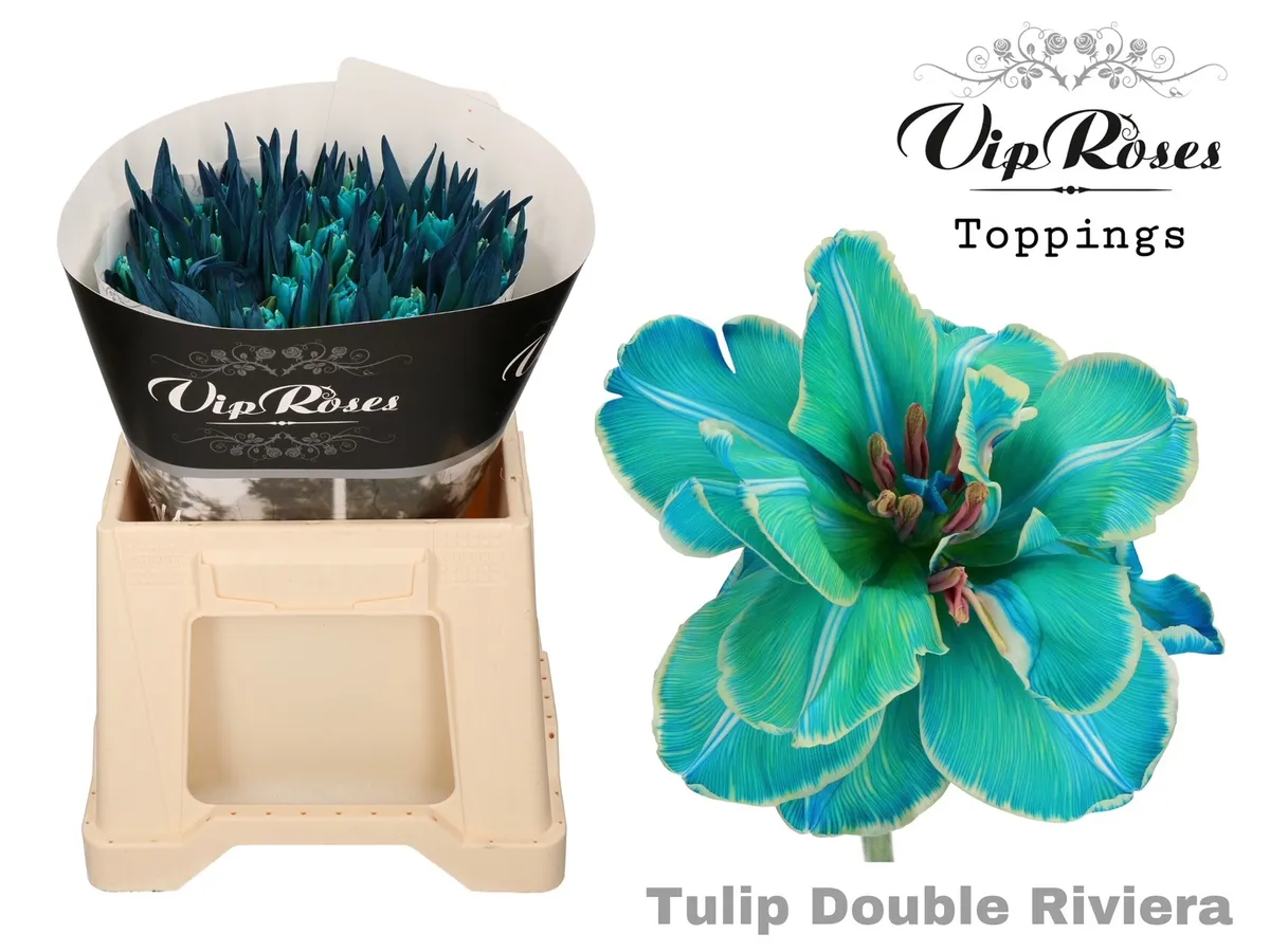 Tu Du Double Riviera • 38 cm