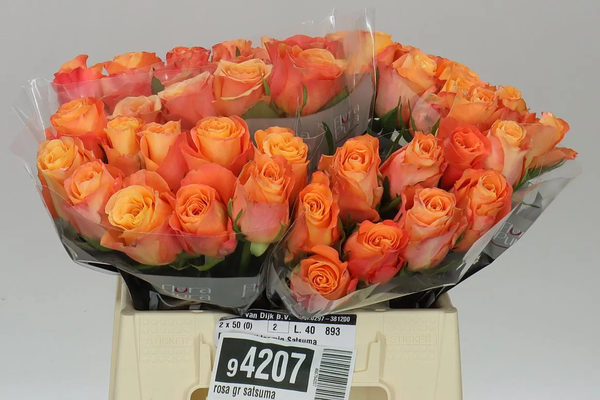 Rosa Gr Satsuma • 40 cm