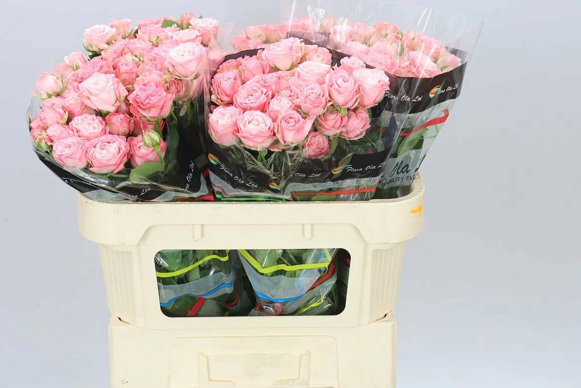 Rosa Tr Madam Bombastic • 70 cm