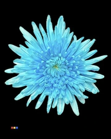 Chryzantéma veľkokvetá Topspin Pastel Blue • 70 cm