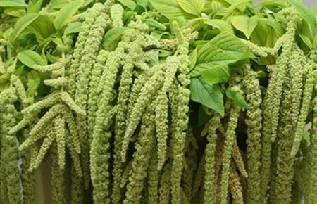Amarant Ca Viridis • 75 cm