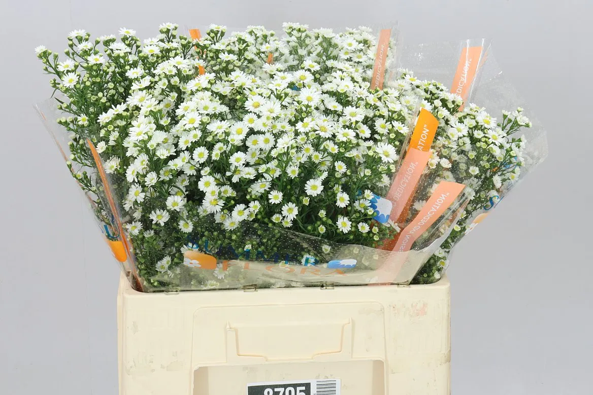 Aster Paquita • 60 cm