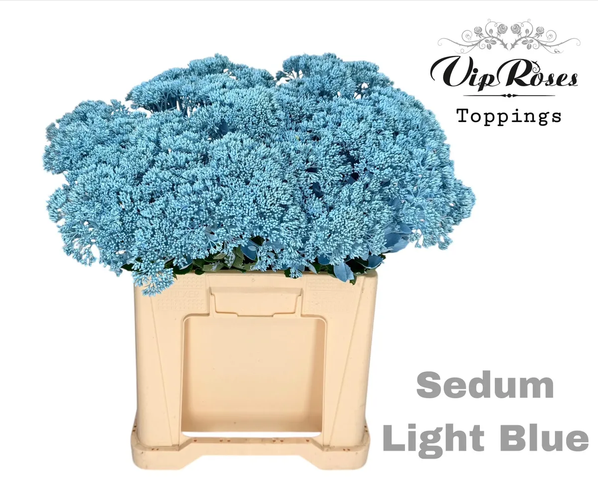 Sedum Light Blue • 55 cm