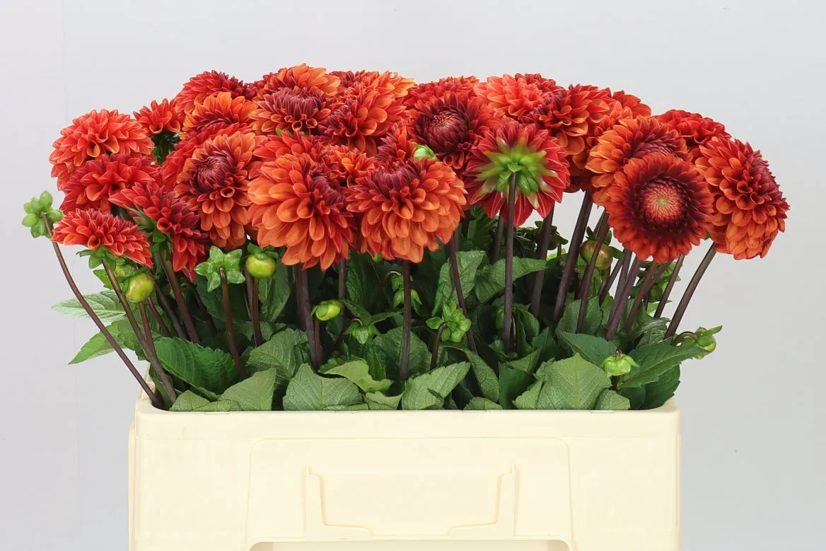 Dahlia Brown Sugar • 50 cm