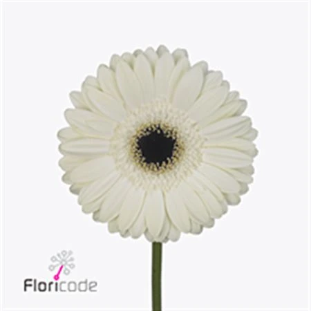 Gerbera White House • 45 cm