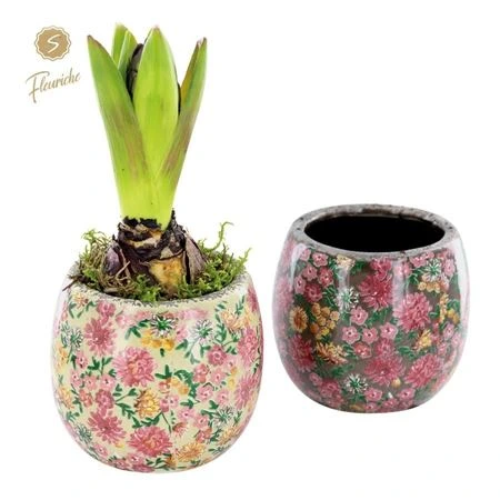 Hyacinth mix 1603 Late Fashion 1pp • črepník 11 cm