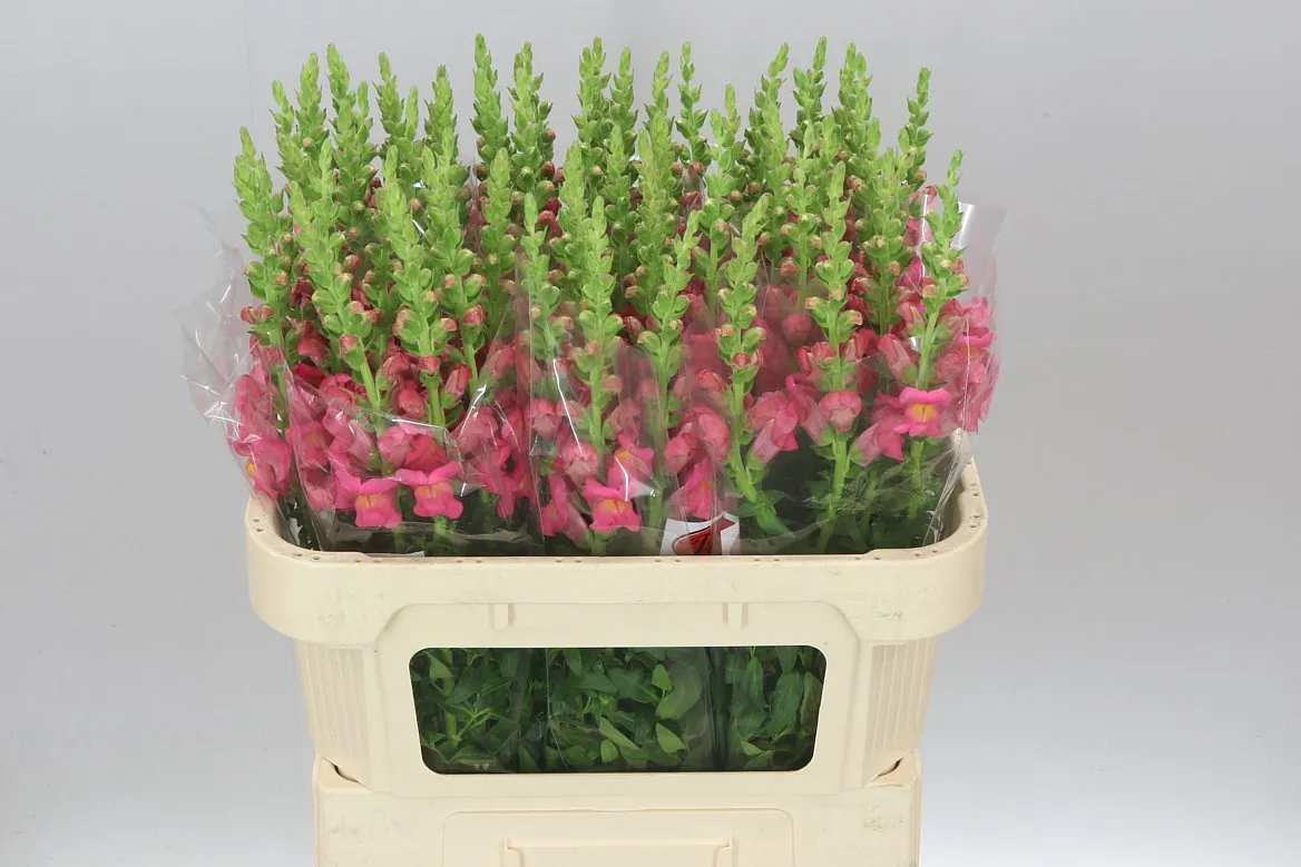 Papuľka Pink Dark • 75 cm