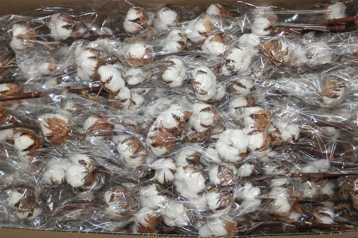 Gossypium(cotton White) • 70 cm
