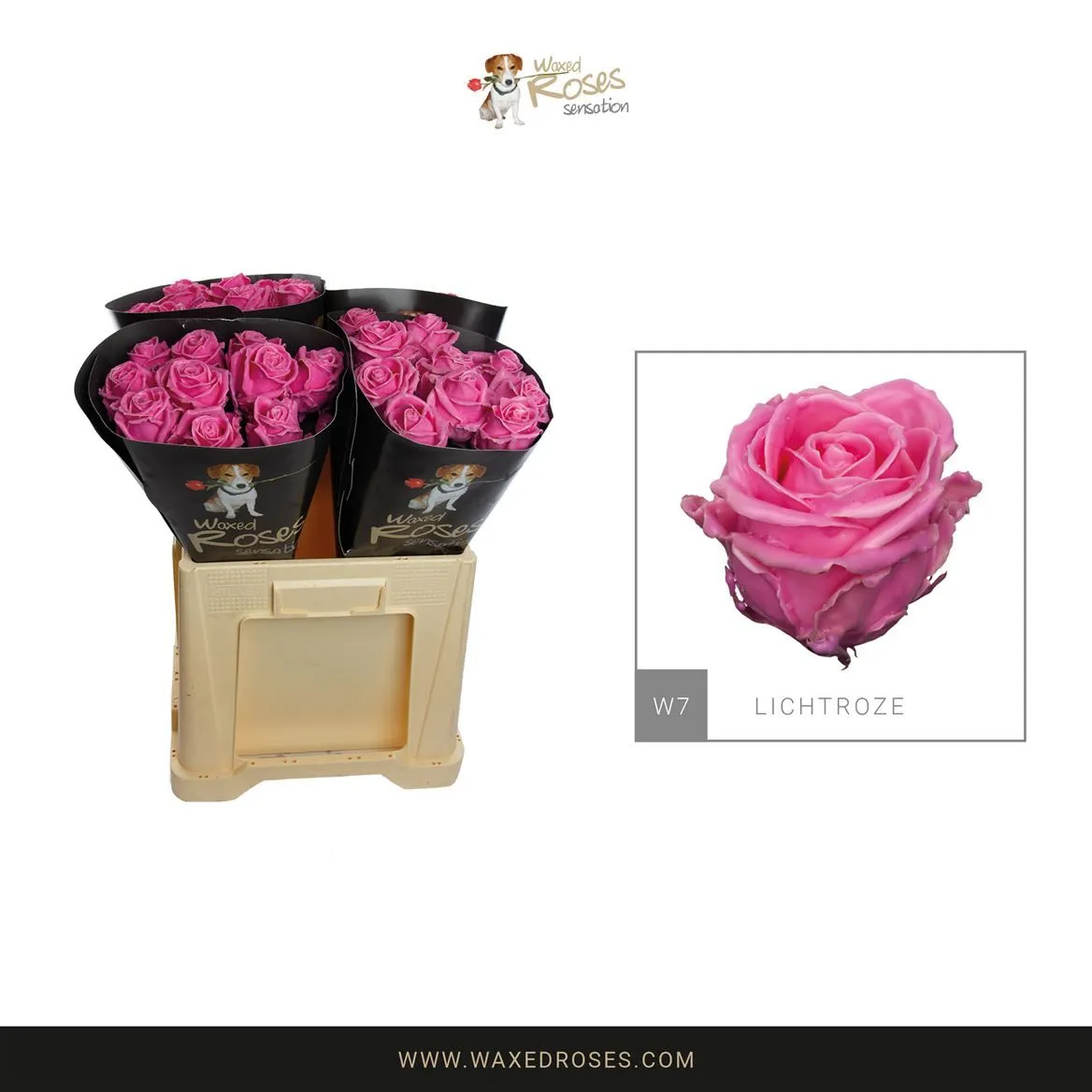 R Wx Licht Rose W7 • 60 cm