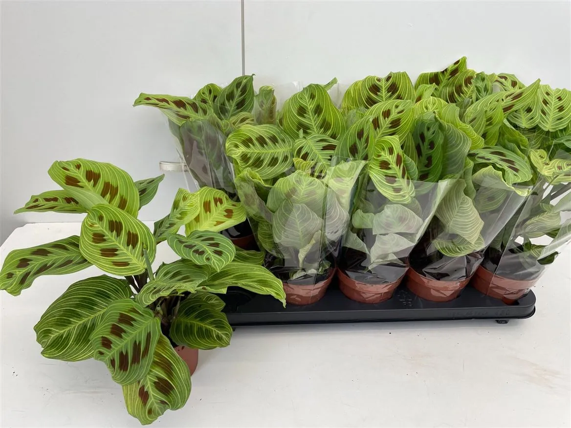 Maranta Fantasy • črepník 12 cm