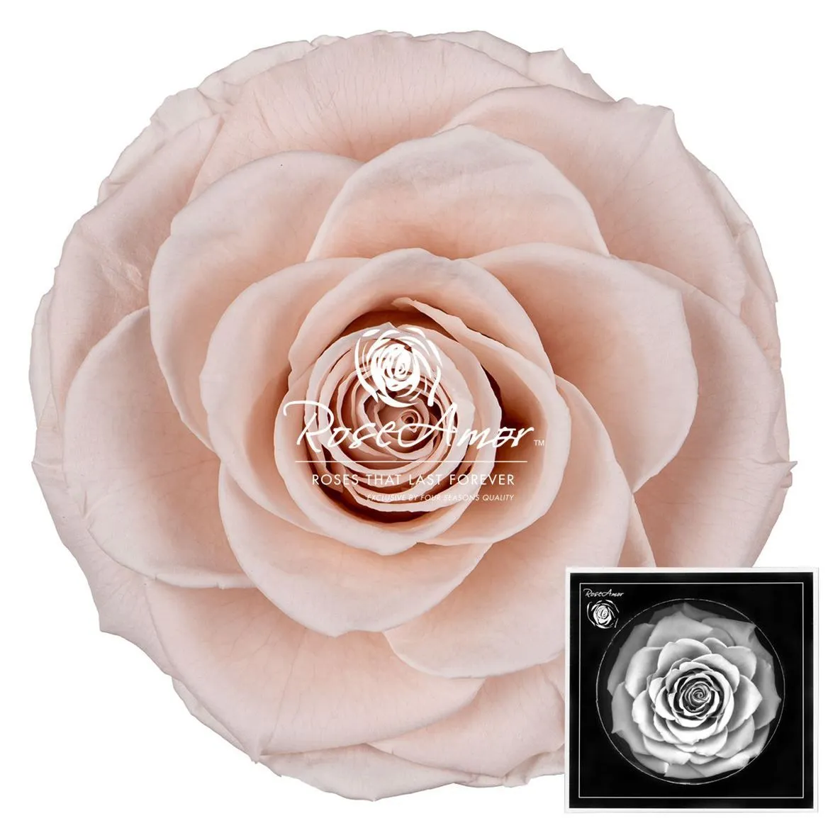 Stabilizovaná ruža Bonita ⌀ 9 cm, ružová PIN79