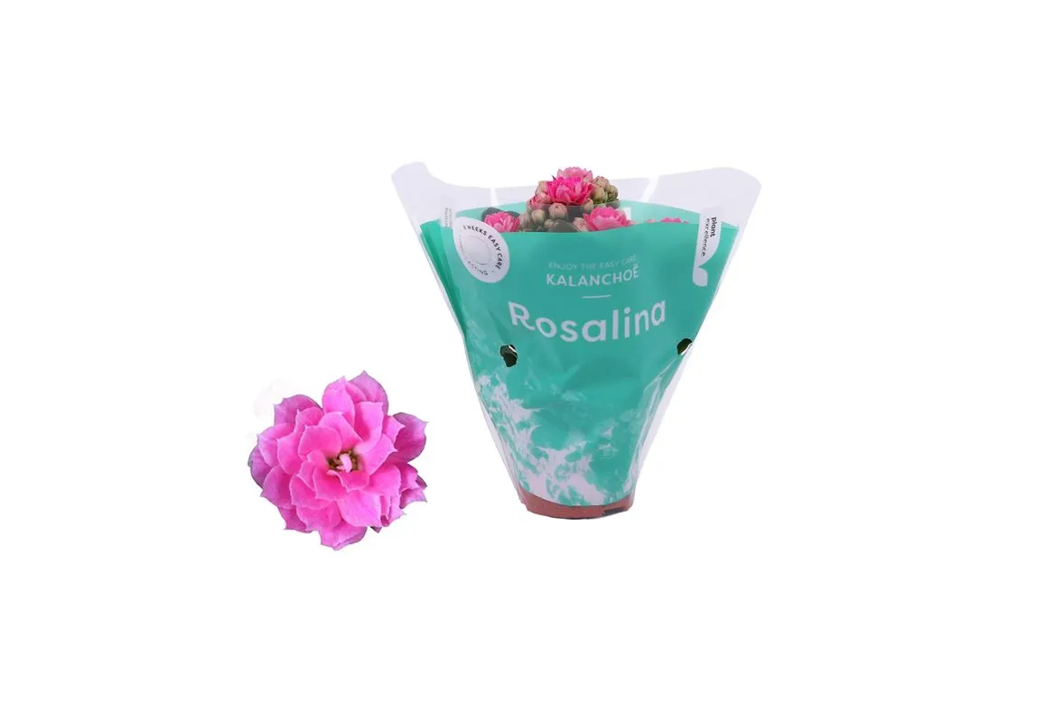 Kalanchoe Rosalina Roze • črepník 6 cm
