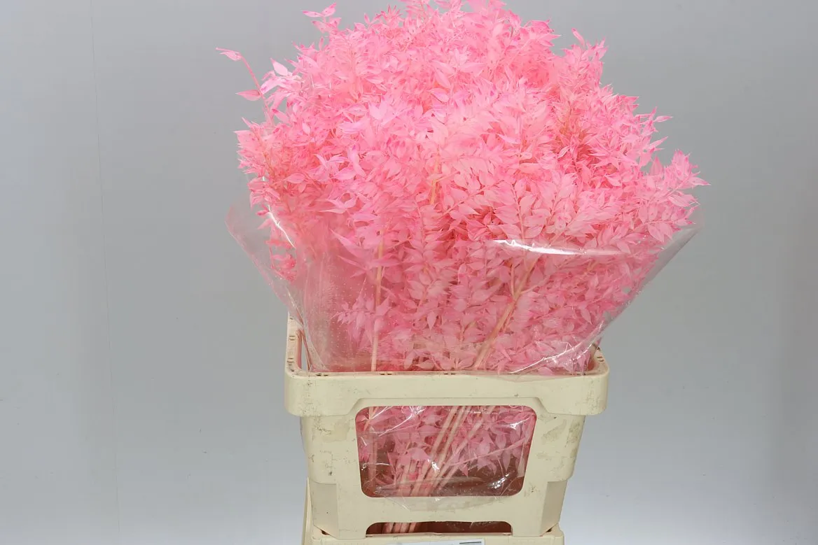 Ruscus Light Pink, sušené • 70 cm