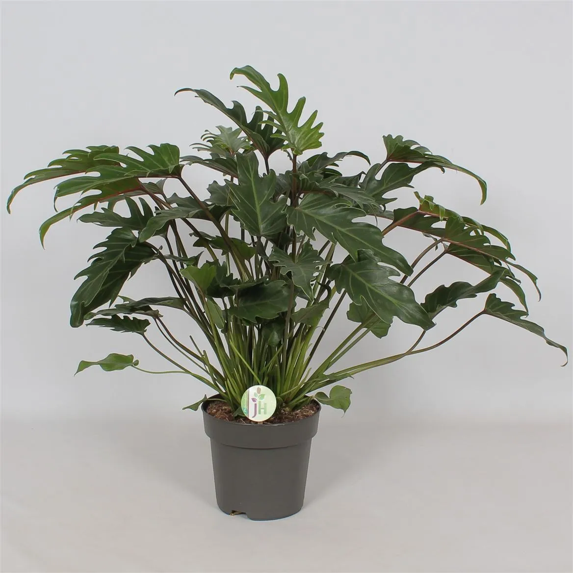 Philodendron 'xanadu' • črepník 21 cm