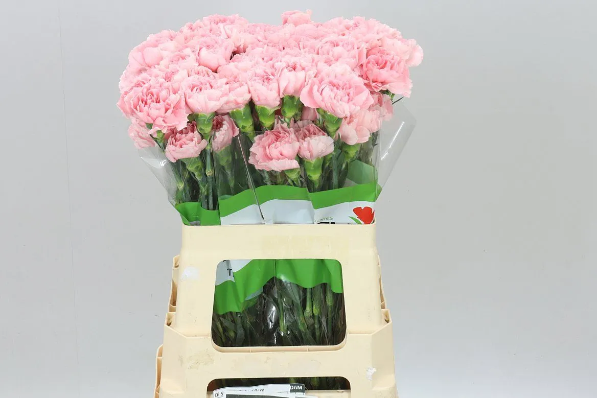 Di Sta Pale Pink • 55 cm