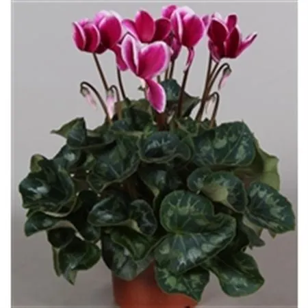 Cyclamen Gr Snowridge Purple • črepník 13 cm