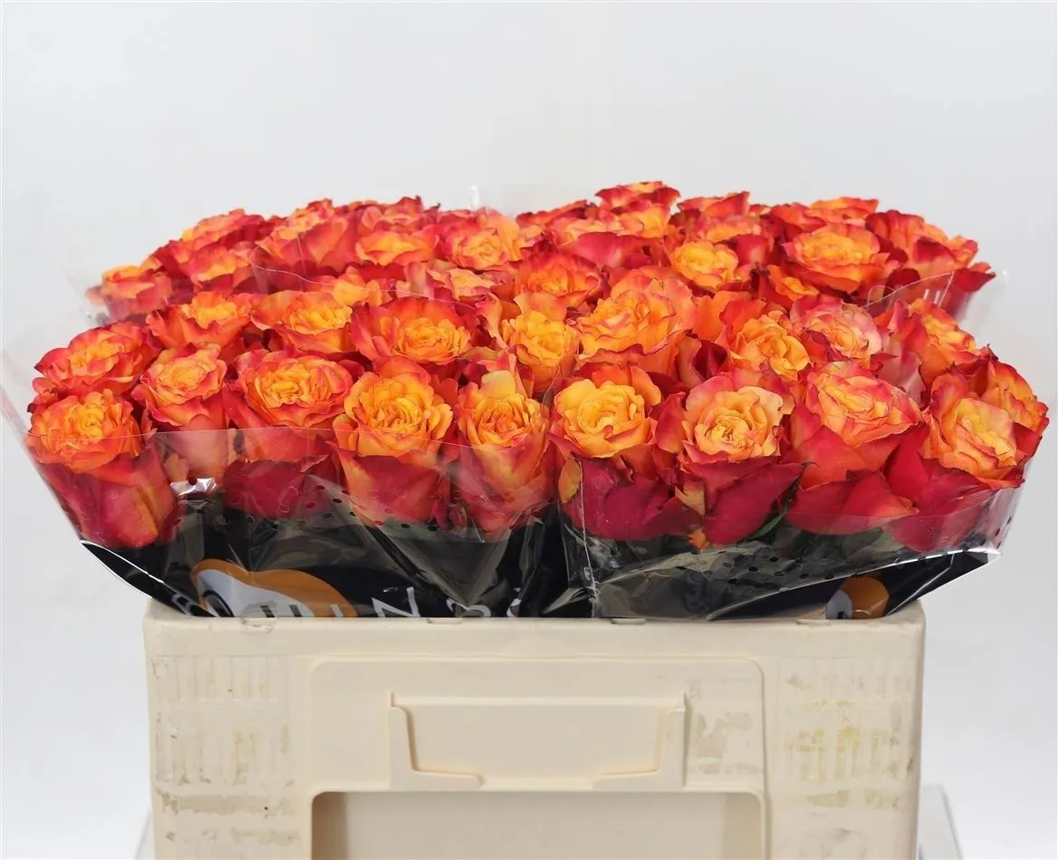 Rosa Gr Fire Fly • 50 cm