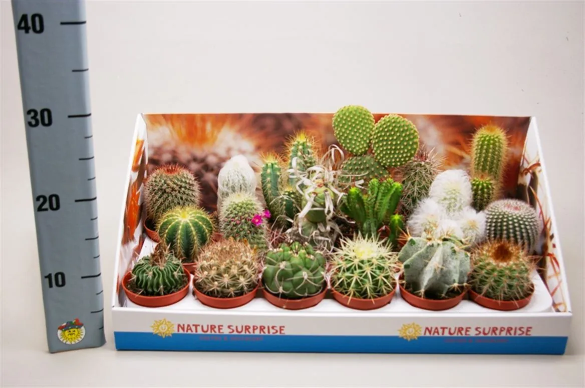 Kaktus mix Showdoos • črepník 8,5 cm