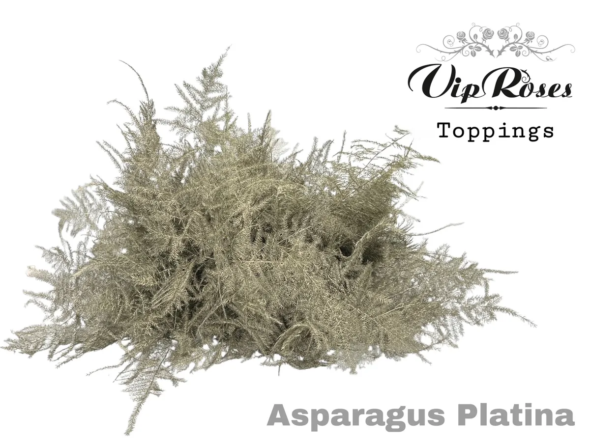 Asparágus Ov Extra Veren Platina • 65 cm