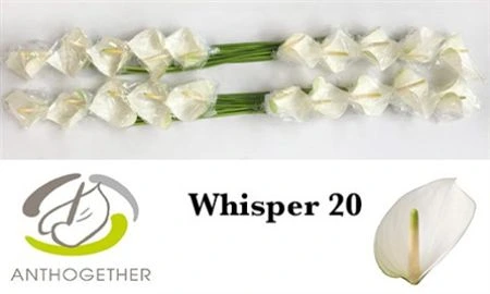 Antúrium Whisper