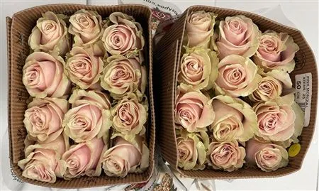 Rosa Gr Col Pink Mondial • 60 cm