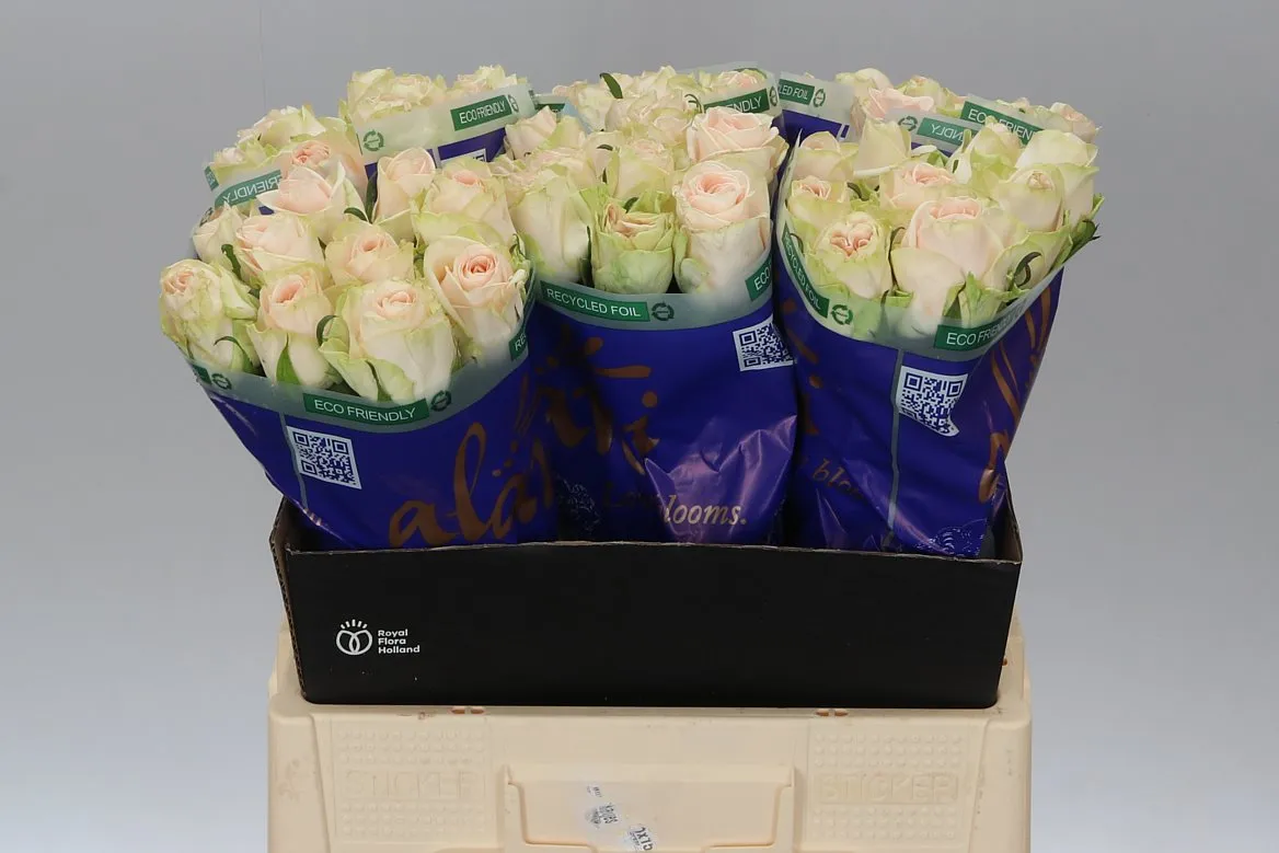 Ruža Wedding Rose • 60 cm