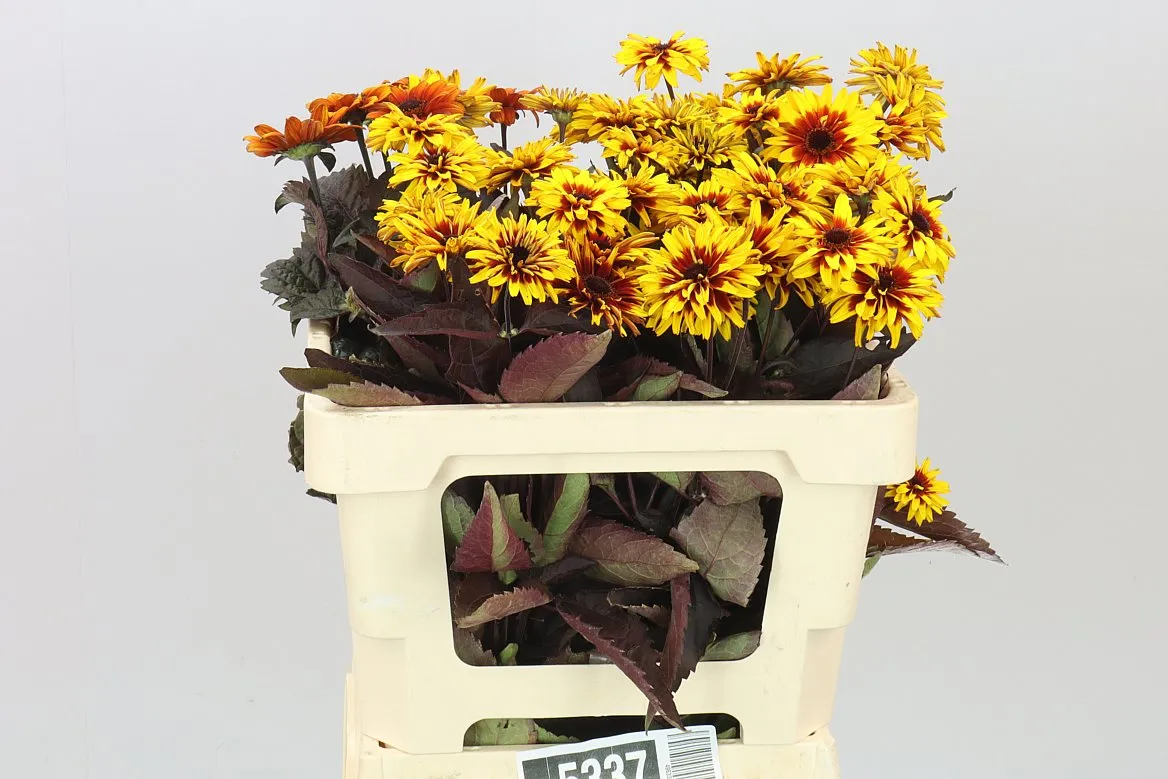 Heliopsis Yellow Spider • 52 cm