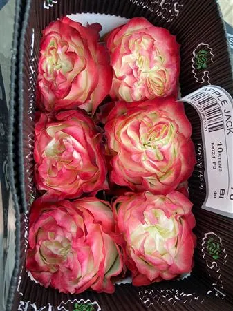 Rosa Gr Ec Apple Jack • 60 cm