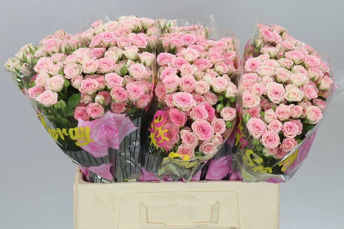 Rosa Tr Creamy Twister A2 • 60 cm