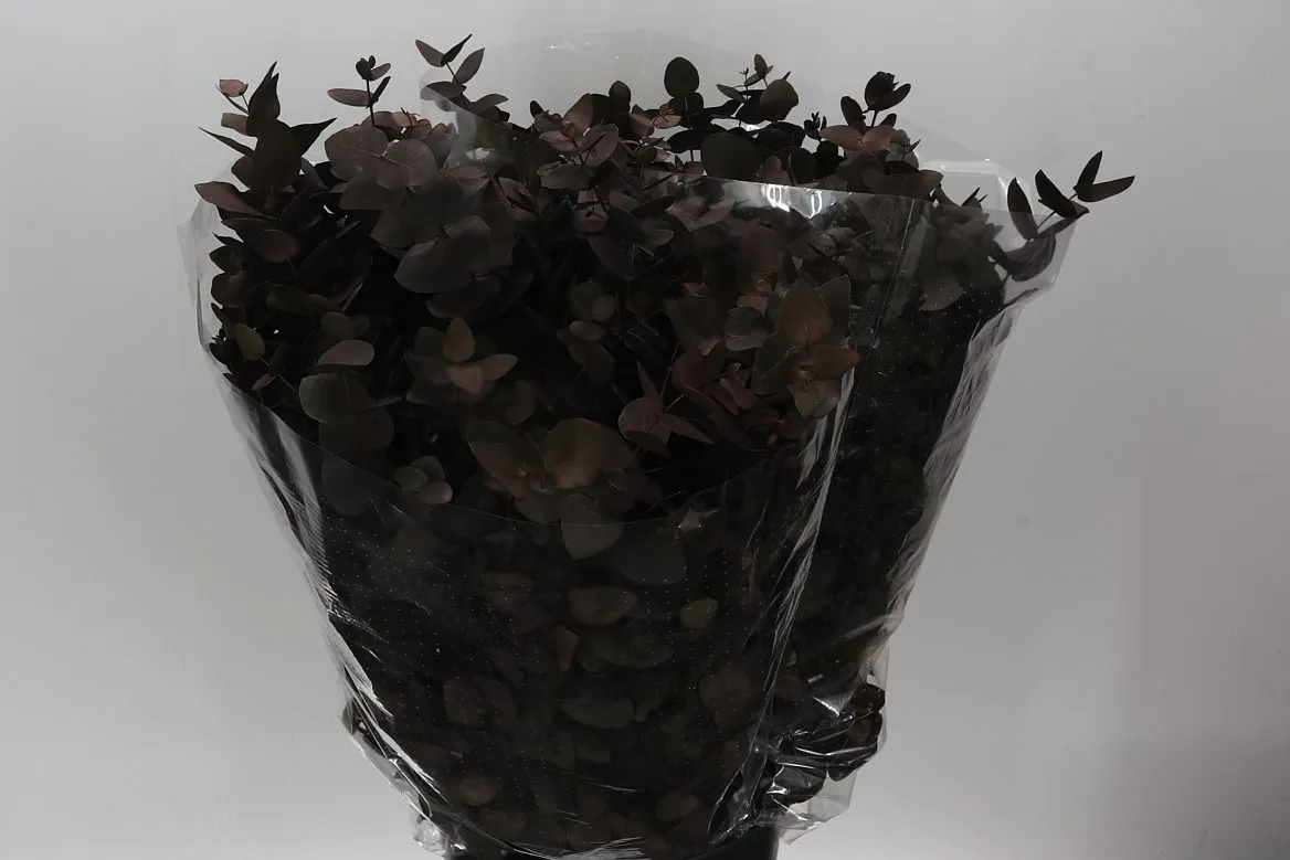 Cinerea Black • 75 cm