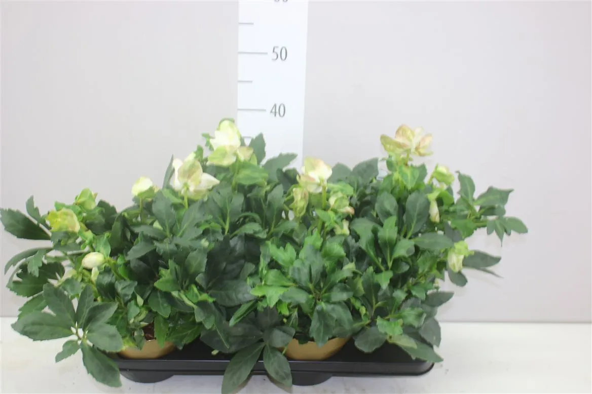 Helleborus Ni Hgc Jasper Gold Colour Pot • črepník 17 cm