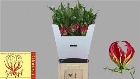 Gloriosa Long • 80 cm