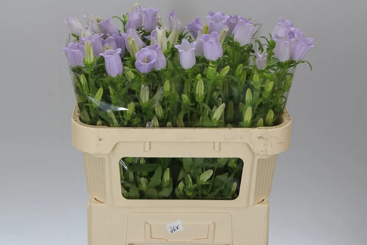 Campanula Champ Lavendel • 70 cm
