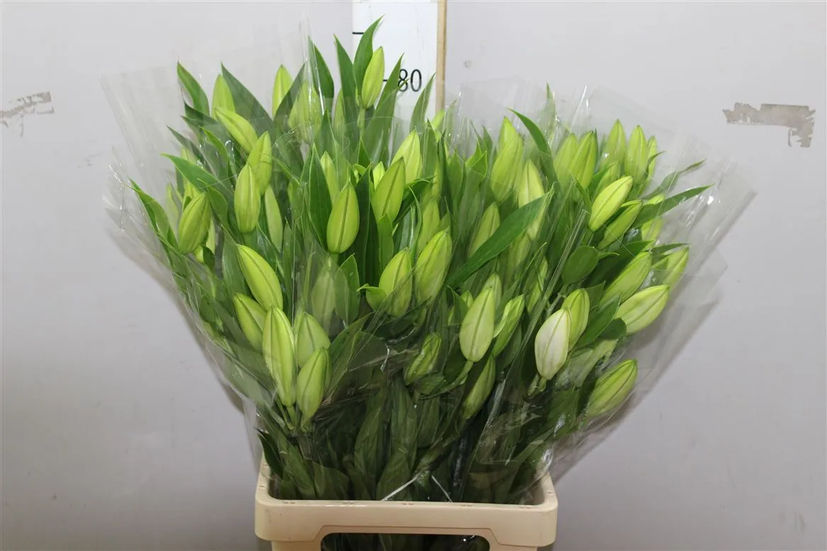 Lil Or Bq Ov White Op 3 • 80 cm