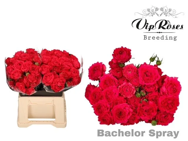 R Tr Bachelor • 40 cm