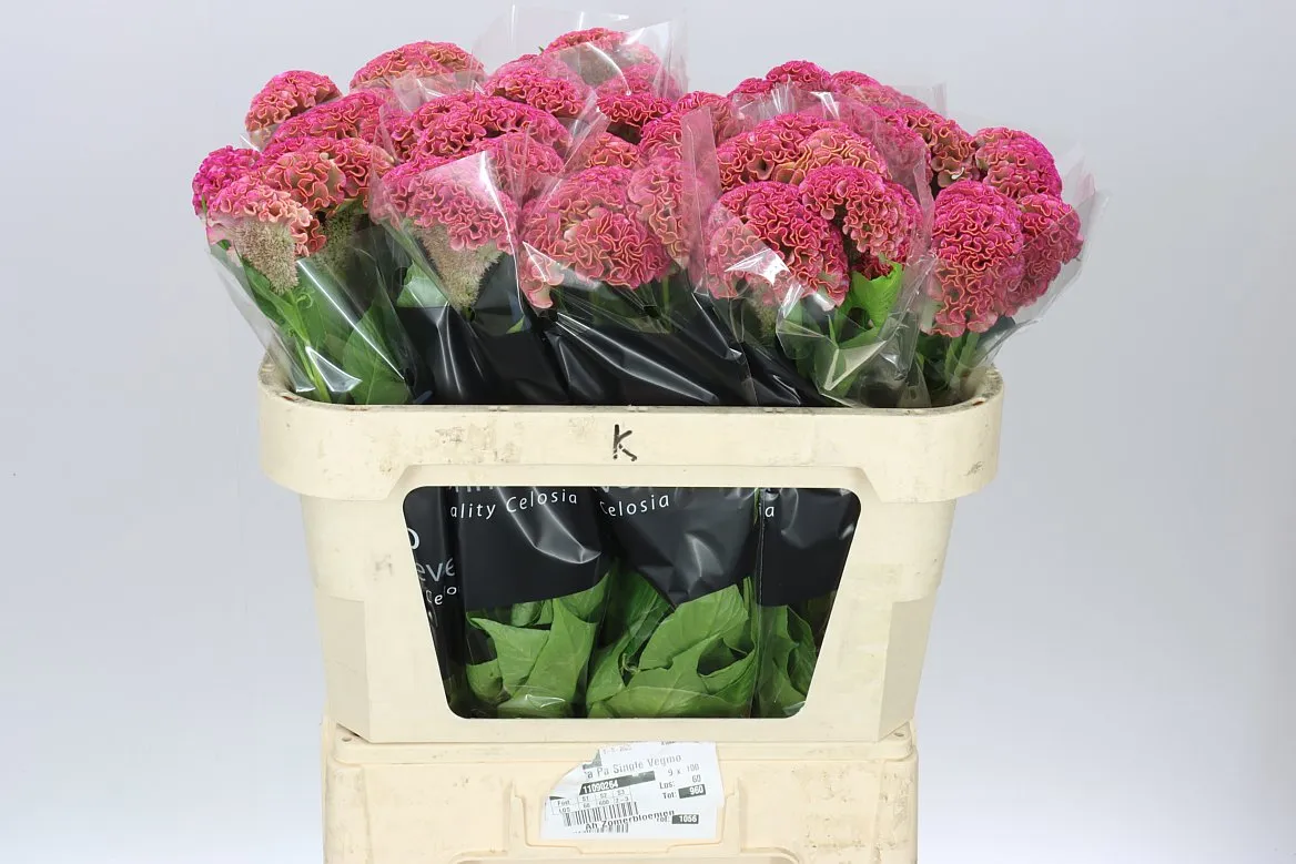 Celosia Reprise Rose • 72 cm