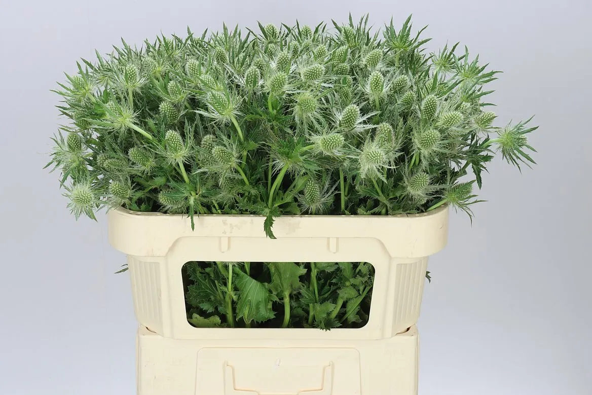 Eryngium Whit Lagoon • 70 cm