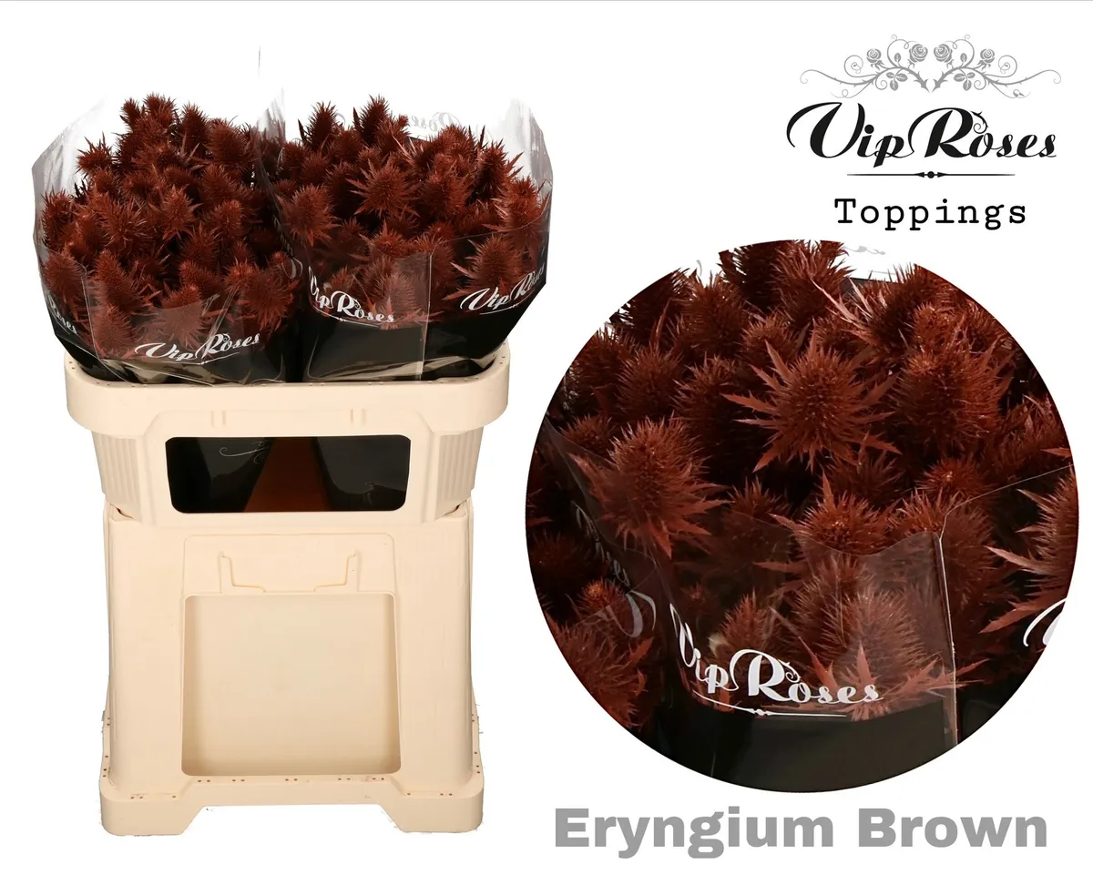 Eryngium Supernova Brown 60cm • 60 cm