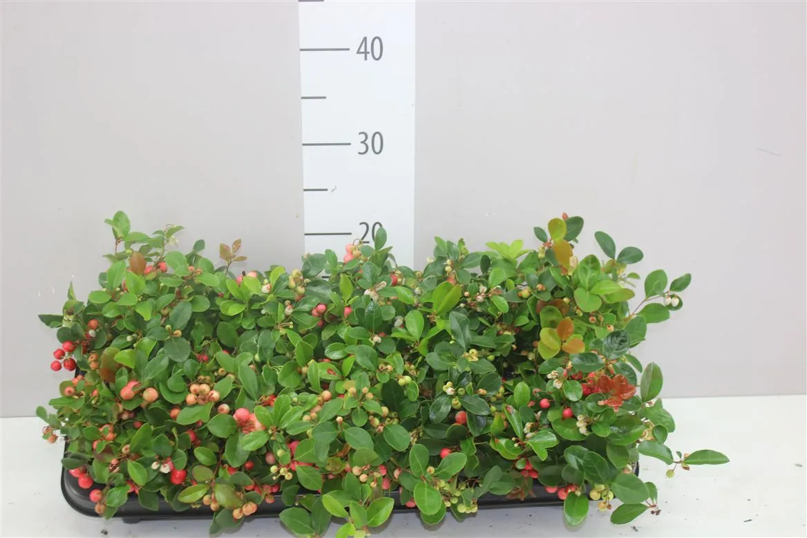 Gaultheria Pro Big Berry • črepník 10 cm