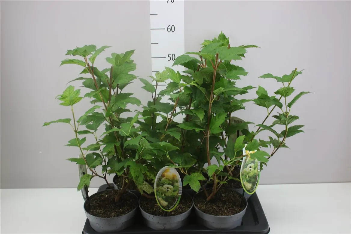 Viburnum Opulus Roeseum • črepník 17 cm