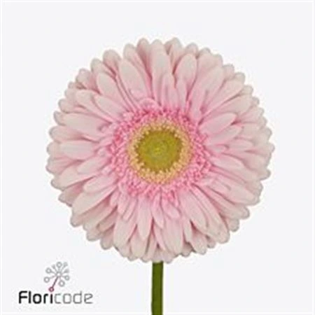 Gerbera Romella • 45 cm