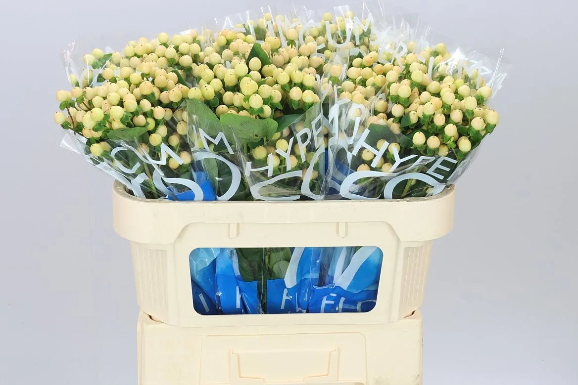 Hyperikum Coco Gelato • 70 cm