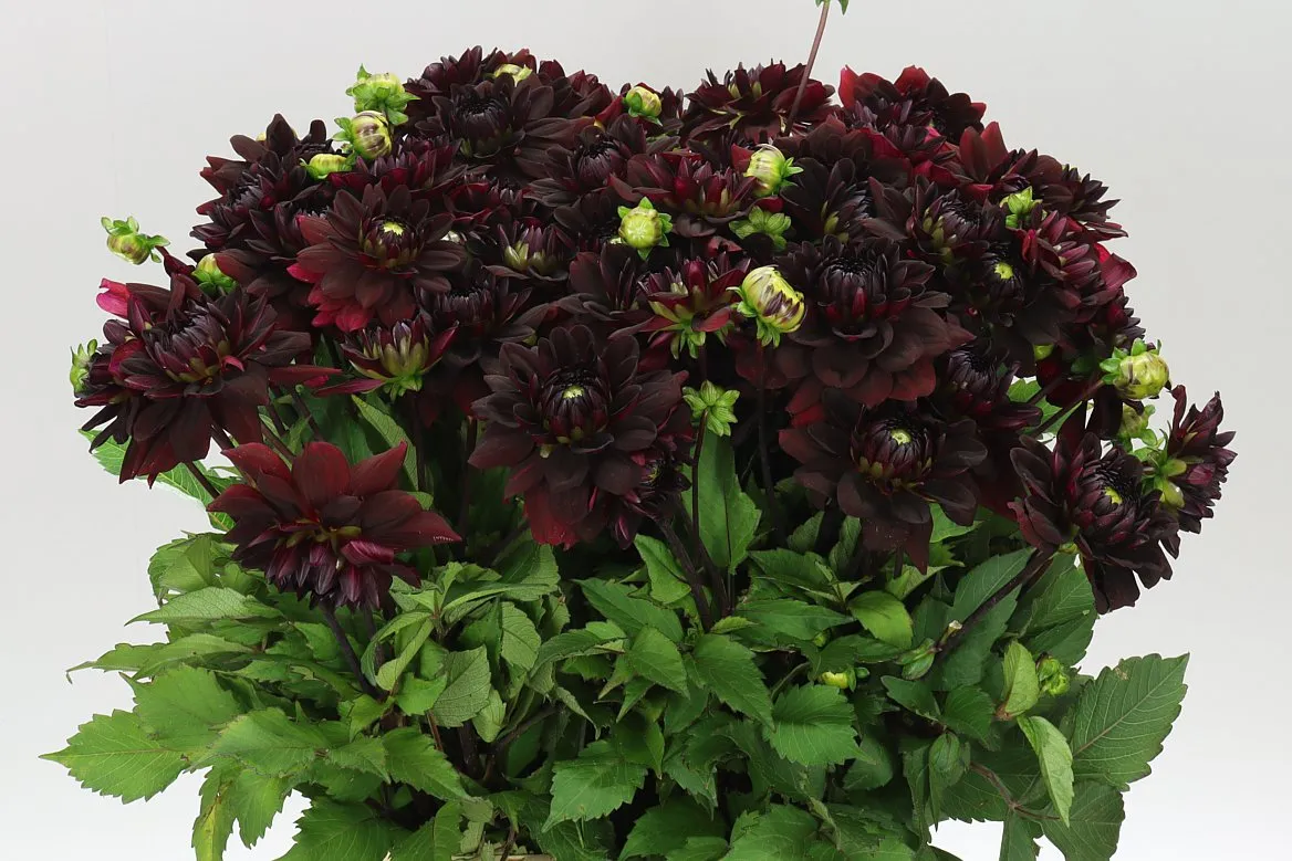 Dahlia Black Magic • 55 cm