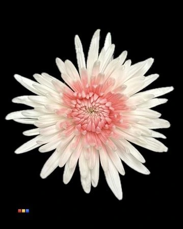 Chryzantéma veľkokvetá Ana White + Light Pink • 70 cm