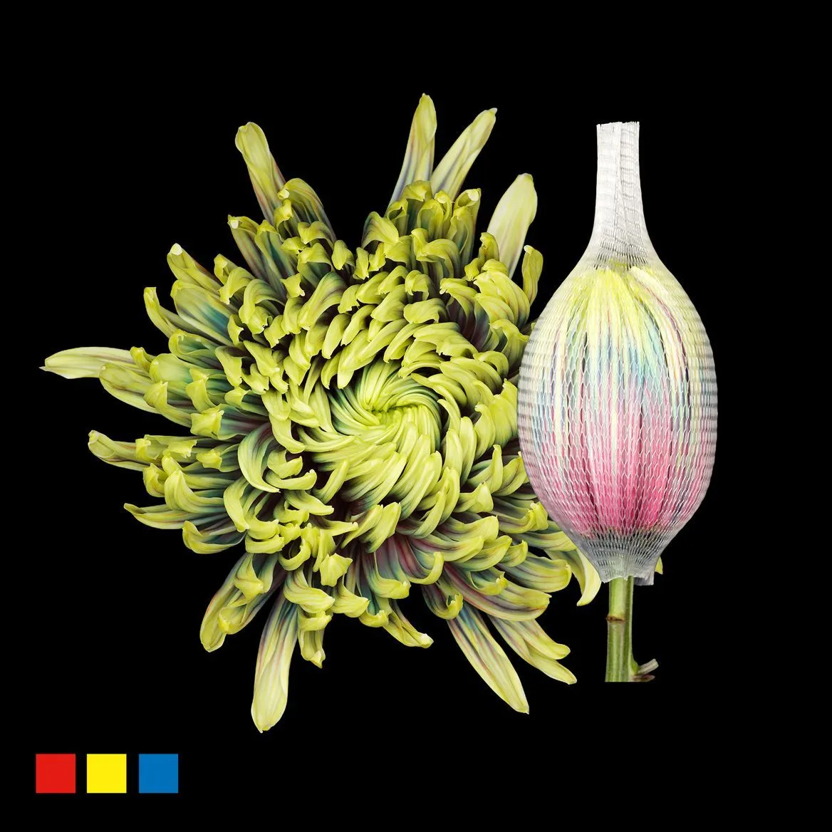 Chryzantéma veľkokvetá Stravina Hawai • 70 cm