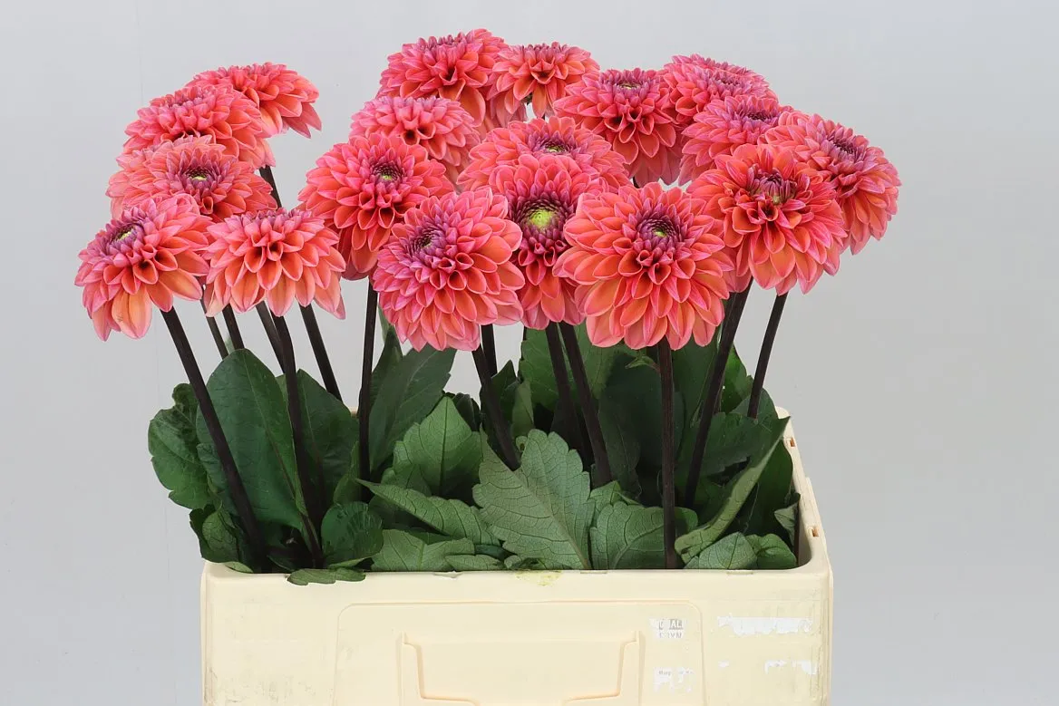 Dahlia Daisy Duke Ex • 60 cm