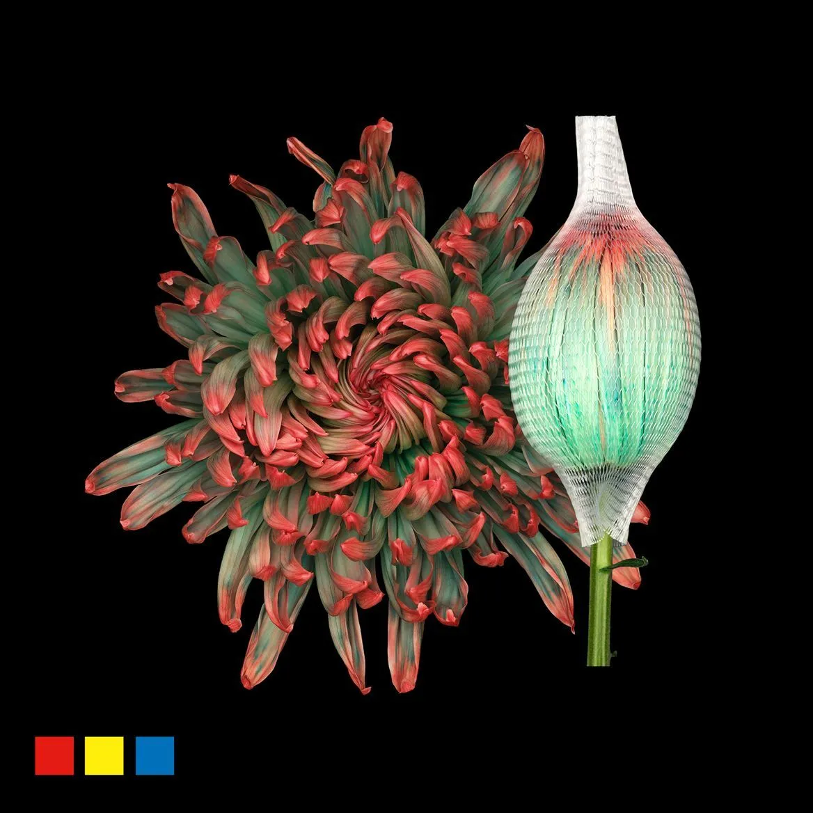 Chryzantéma veľkokvetá Stravina Tropicana • 70 cm